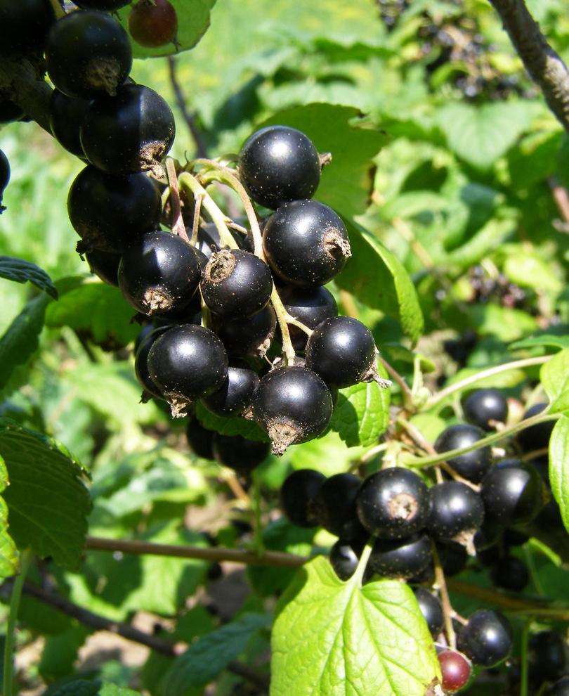  Belaruskaja Black Currant