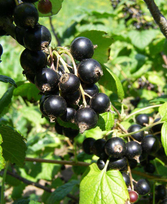  Belaruskaja Black Currant