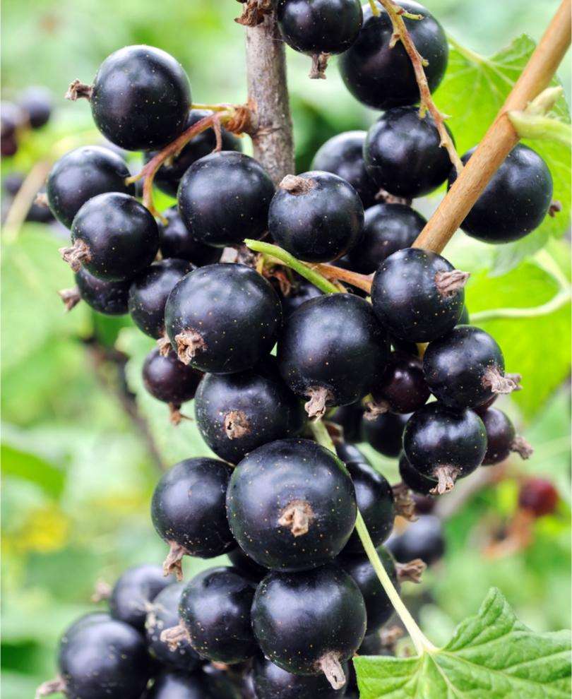 Risager Black Currant