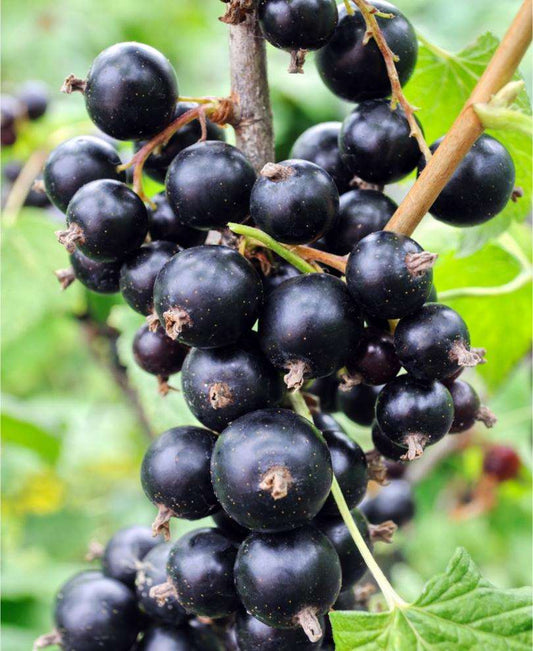  Risager Black Currant
