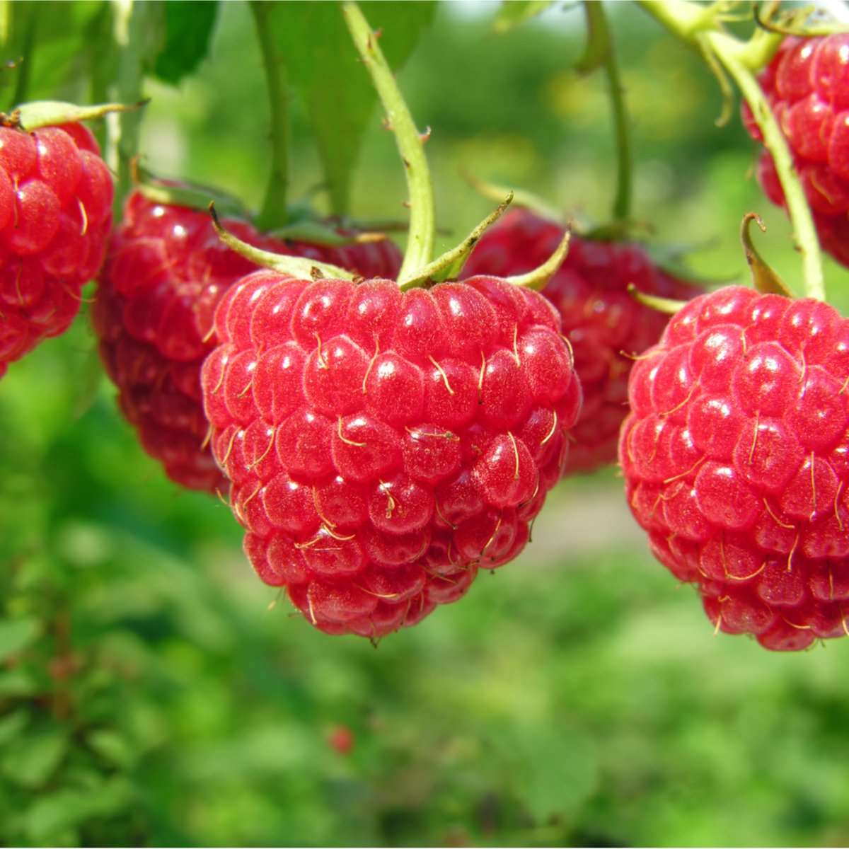  Boyne Raspberry
