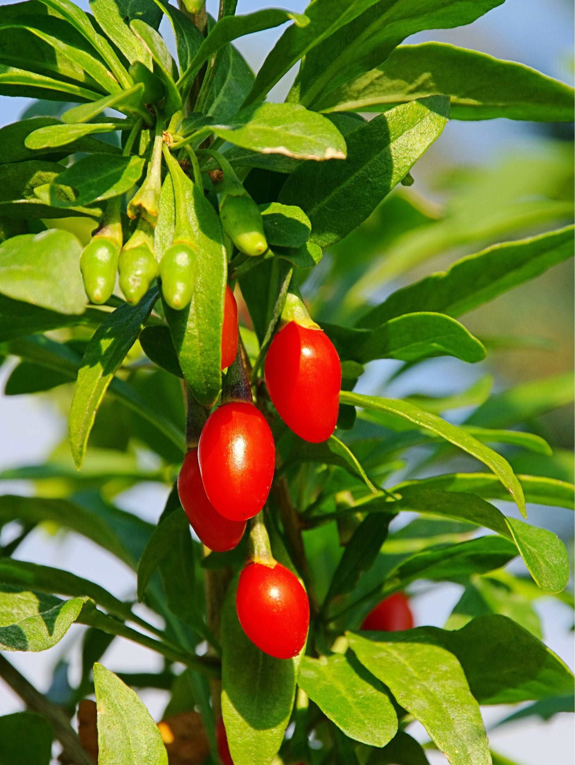 Phoenix Tears Goji Berry