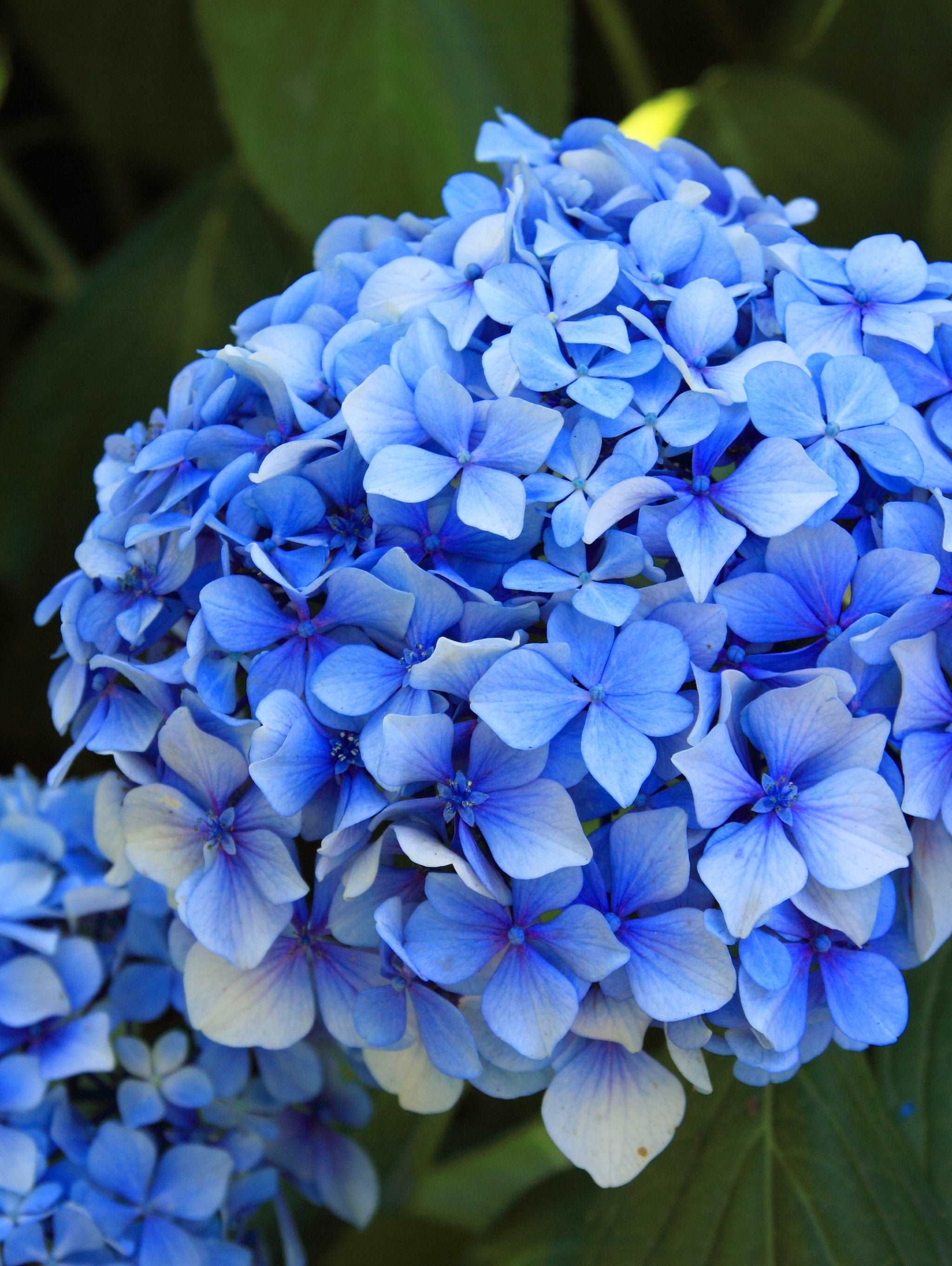  Forever Blue Hydrangea