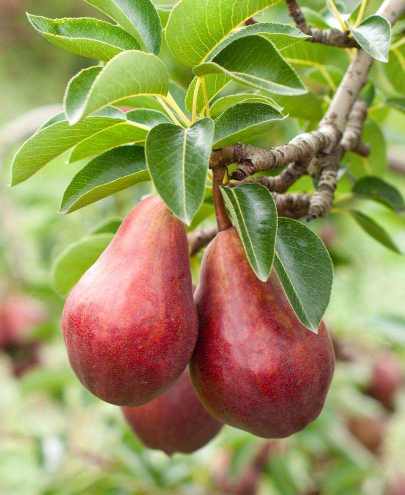  Red Clapps European Pear