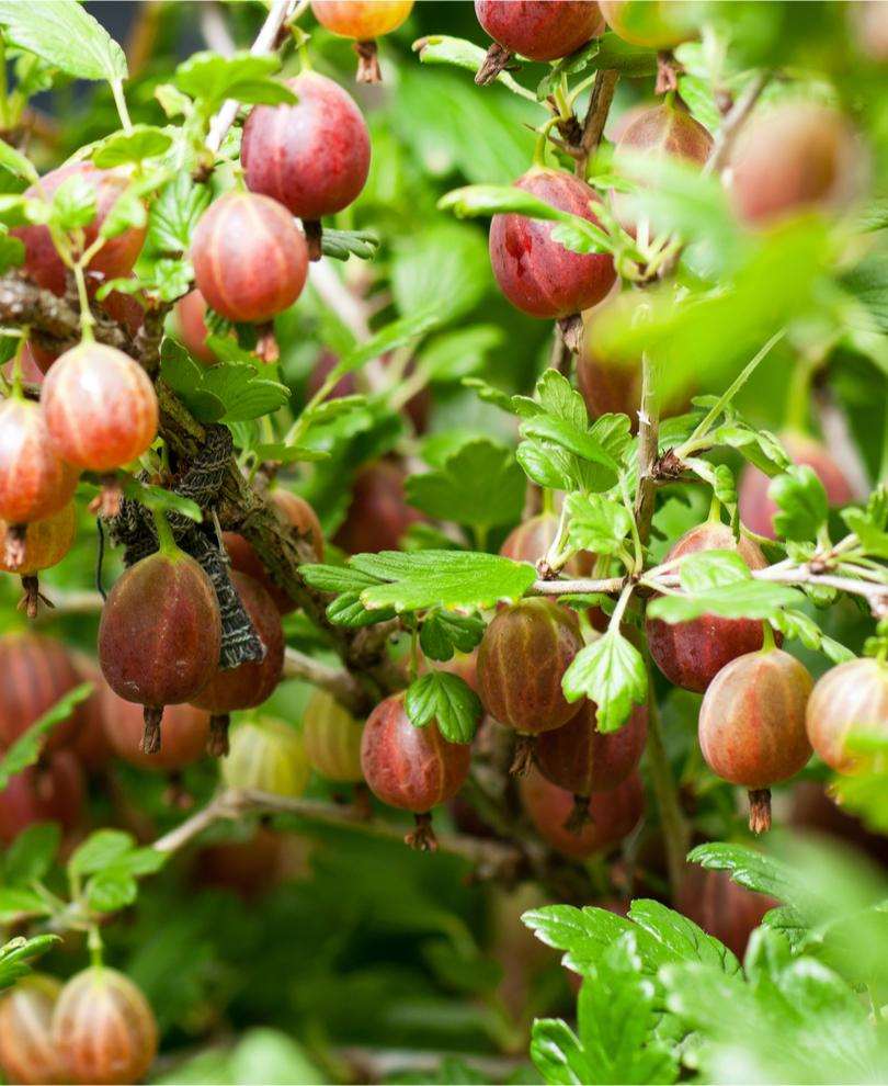  Poorman Gooseberry