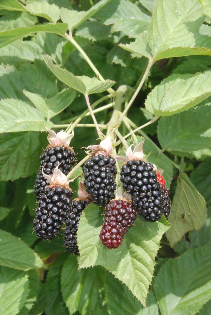  Hall's Beauty Blackberry