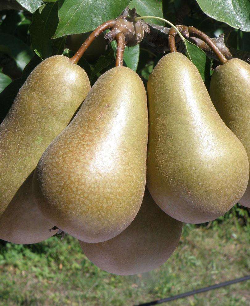  Conference European Pear