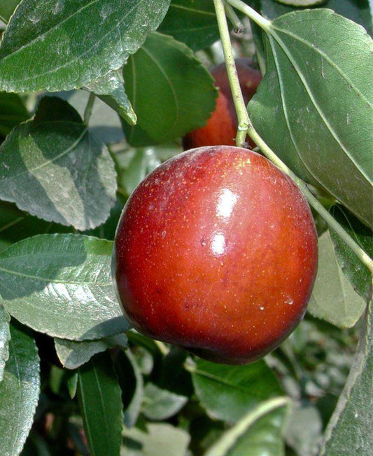  Li Jujube