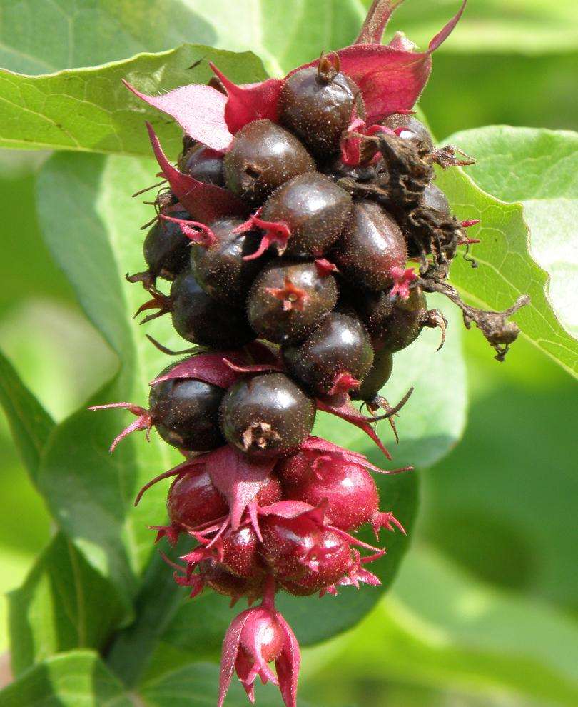  Himalayan Honeysuckle