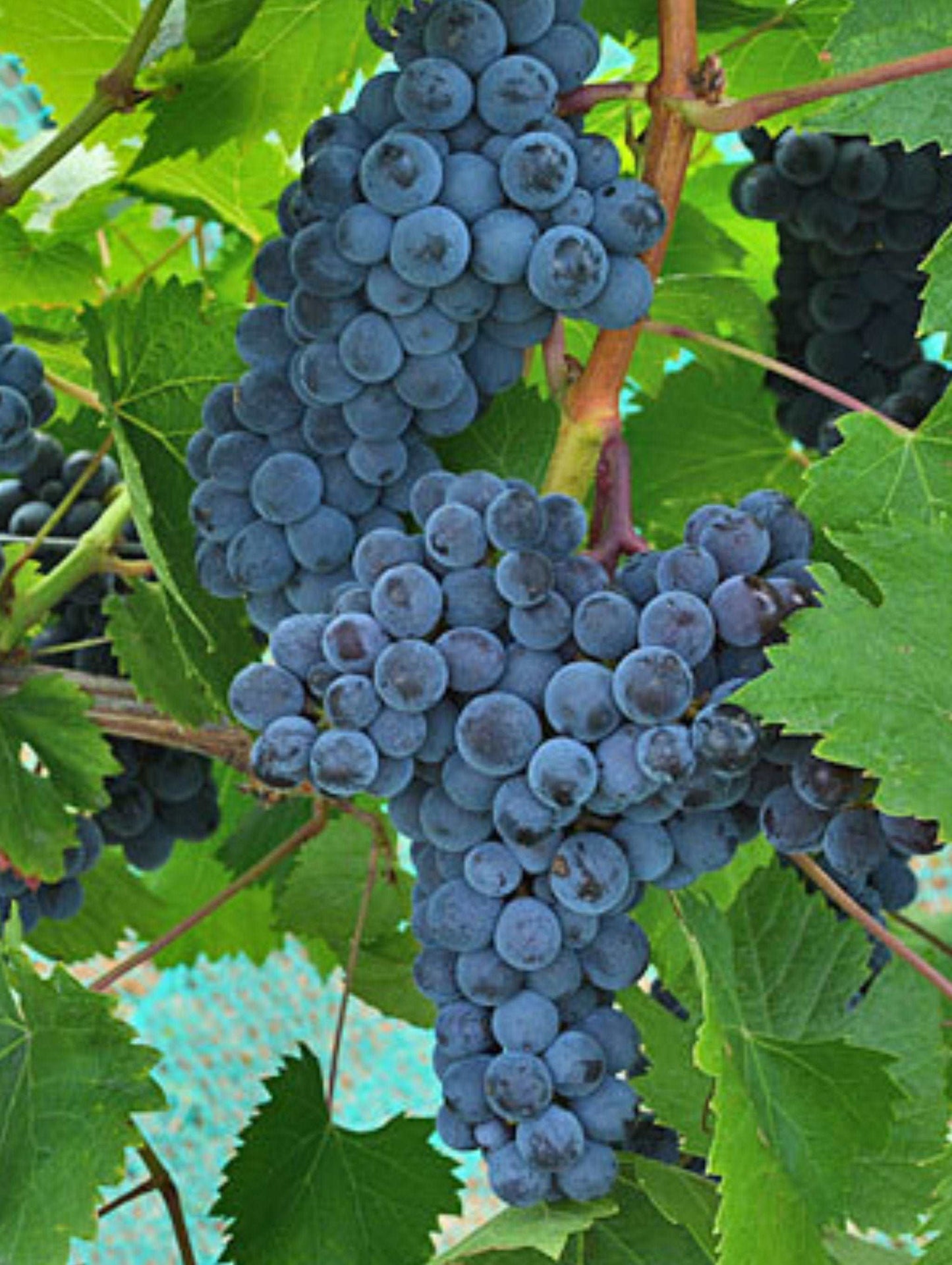 Muscat Of Norway Grape