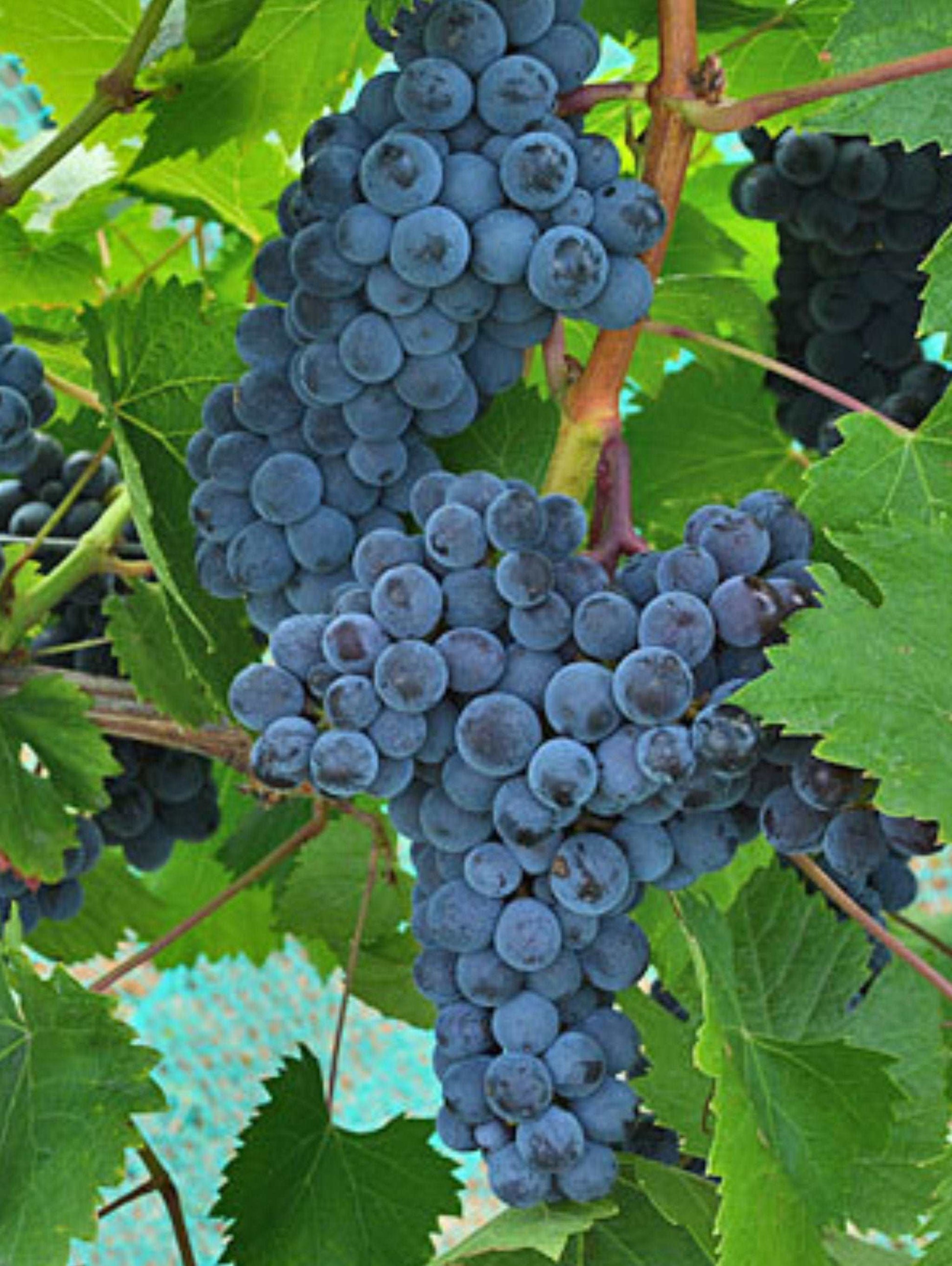  Muscat Of Norway Grape
