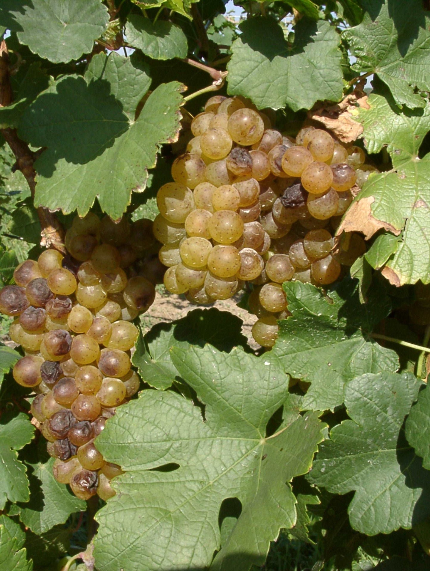  Iskorka Grape