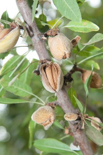  Titan Almond