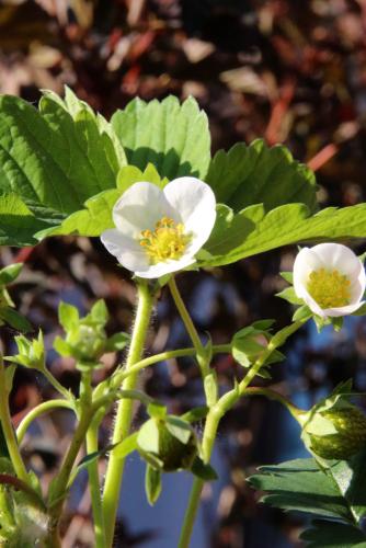  Male Musk Strawberry