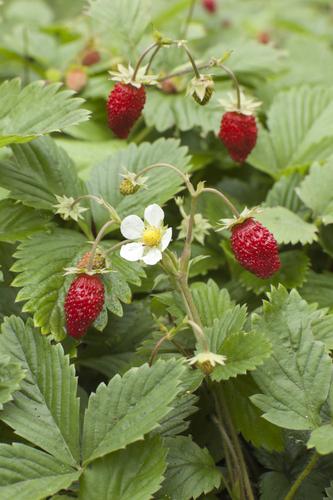  Wild Strawberry