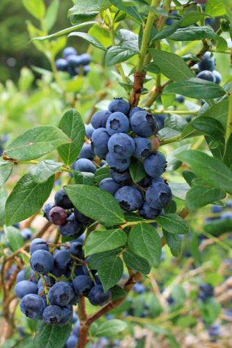  Olympia Blueberry