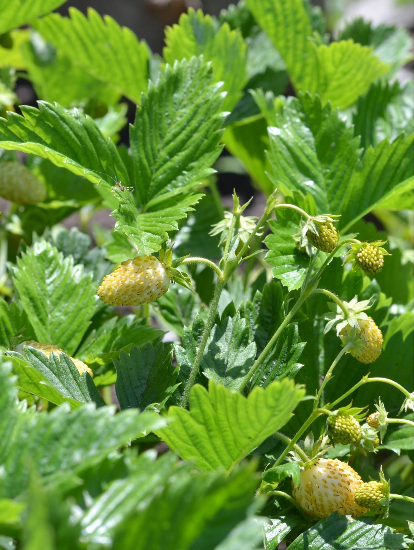  White Alpine Strawberry
