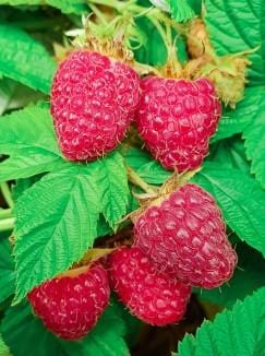  Excellent Everbearing Raspberry Bundle (6 Plants)