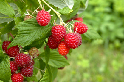  Caroline Raspberry Bundle (5 Plants)