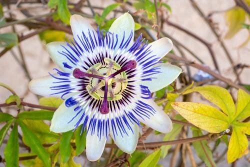  Blue Crown Passionflower