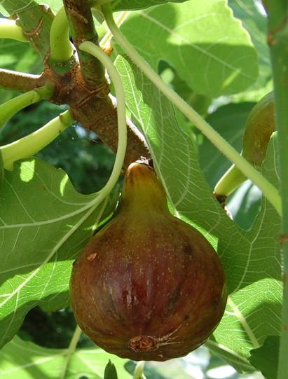  Olympian Fig (Twin Pack)