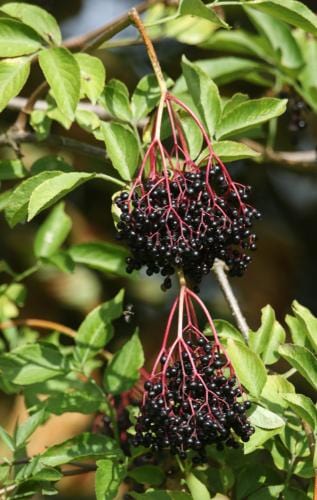  Ranch Elderberry