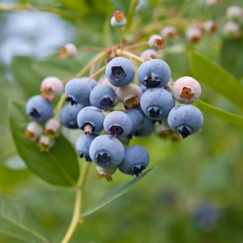 Alpha MINI Blues™ Blueberry