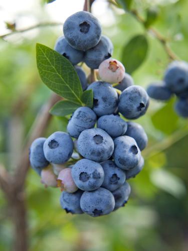  Reka Blueberry