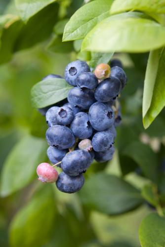  Spartan Blueberry