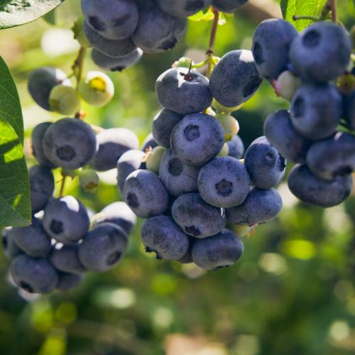  Darrow Blueberry