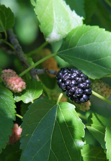  Wellington Mulberry