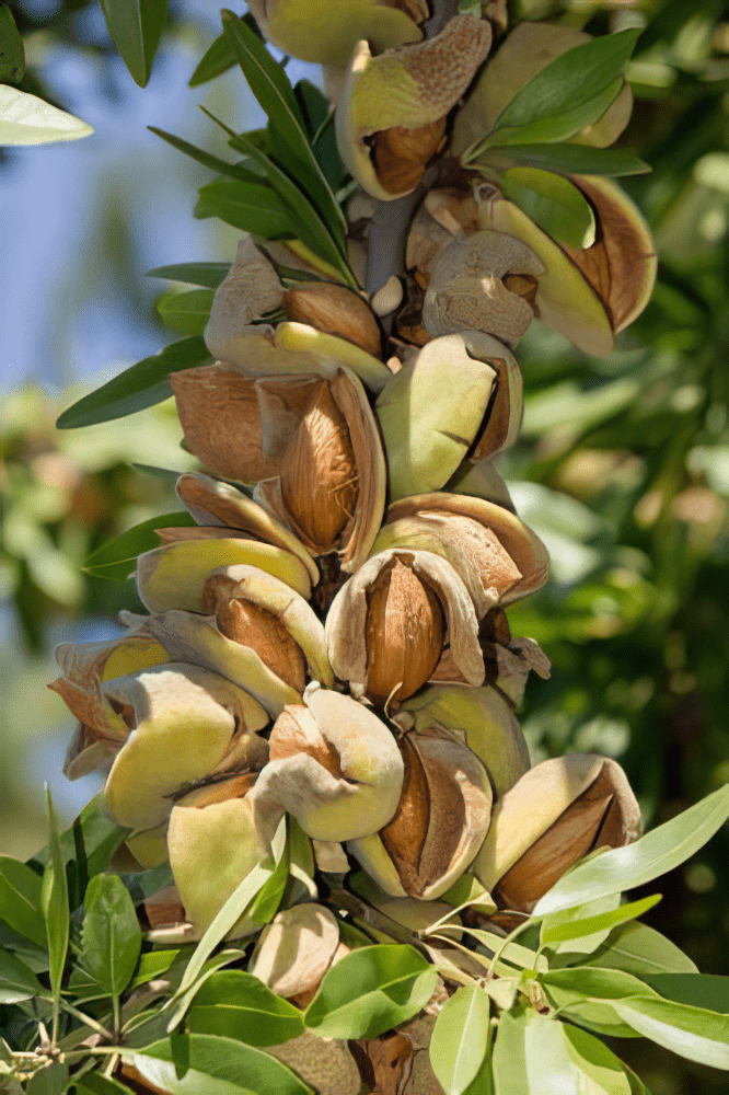  Reliable Almond