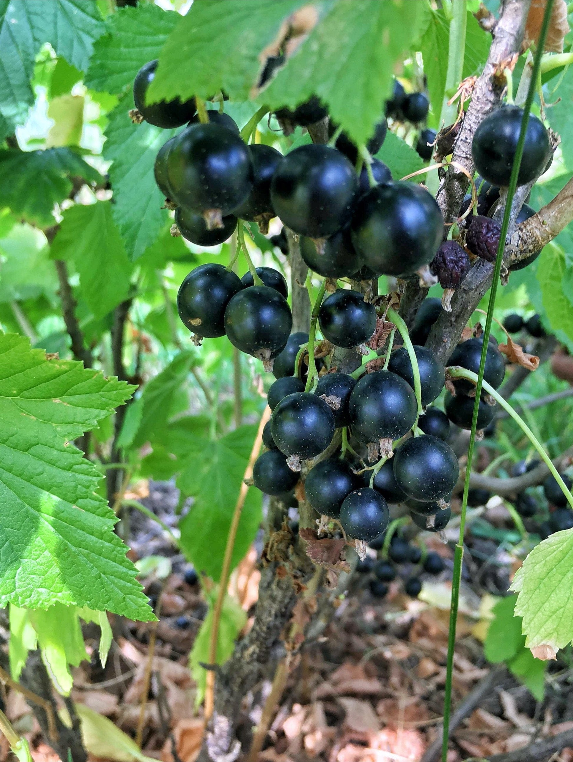  September Black Currant