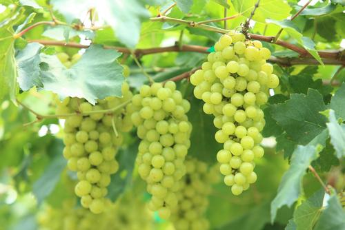  Niagara Grape