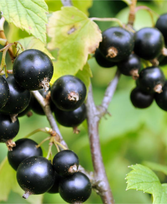  Blackdown Black Currant