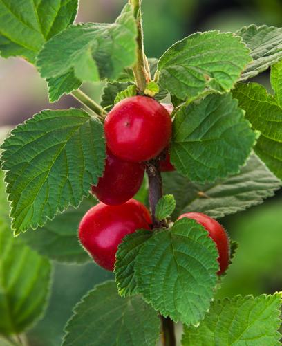  Nanking Cherry