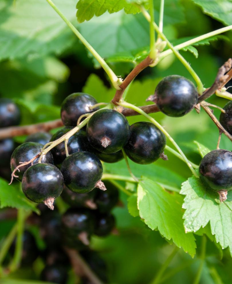  Ben More Black Currant