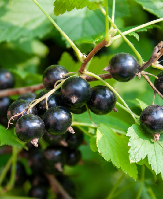  Ben More Black Currant