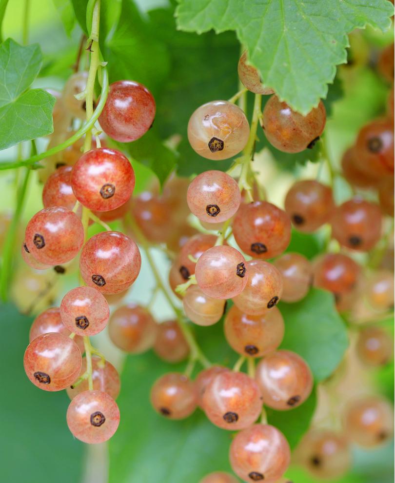  Pink Champagne Currant