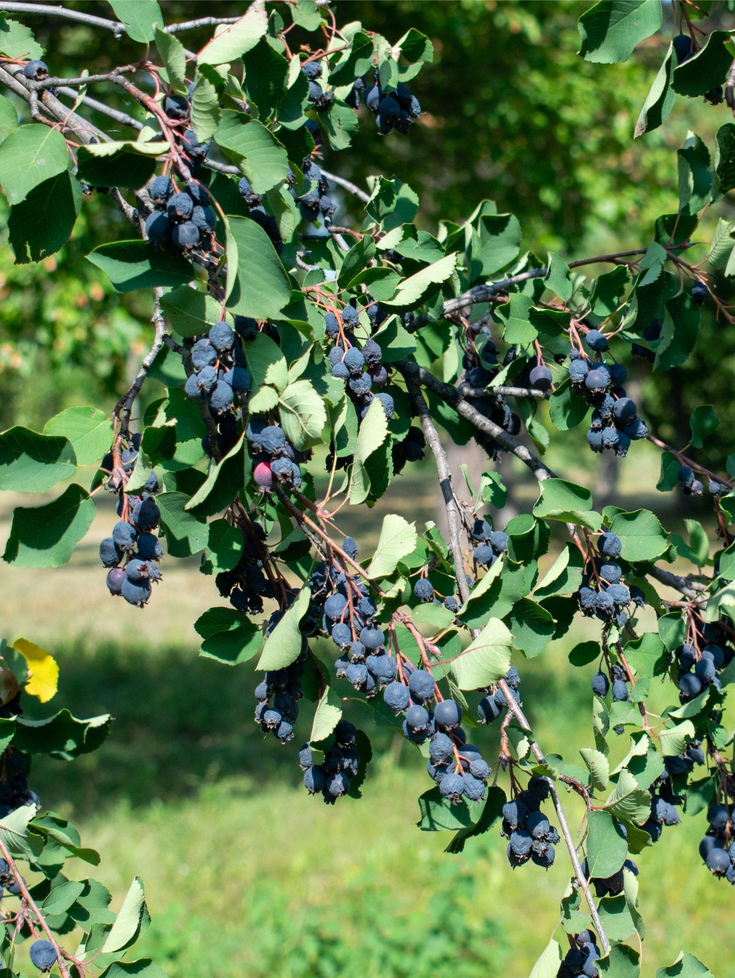  Smokey Serviceberry
