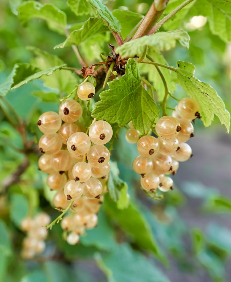  Blanca White Currant