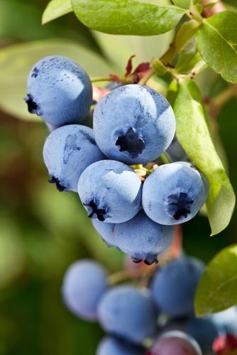 Alpha Burgundy Maine Blueberry