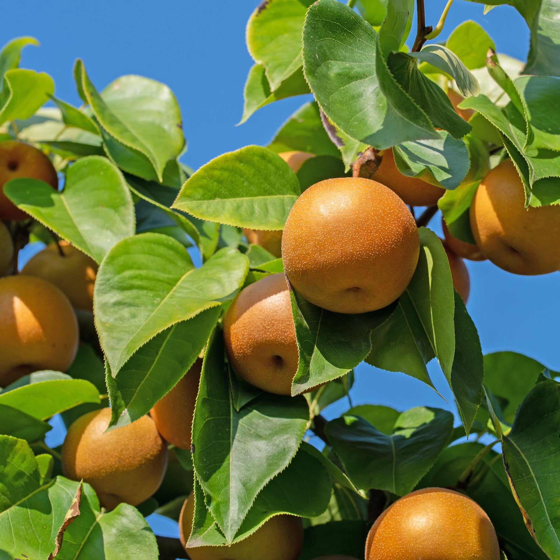  Combination Asian Pear (3 Varieties)