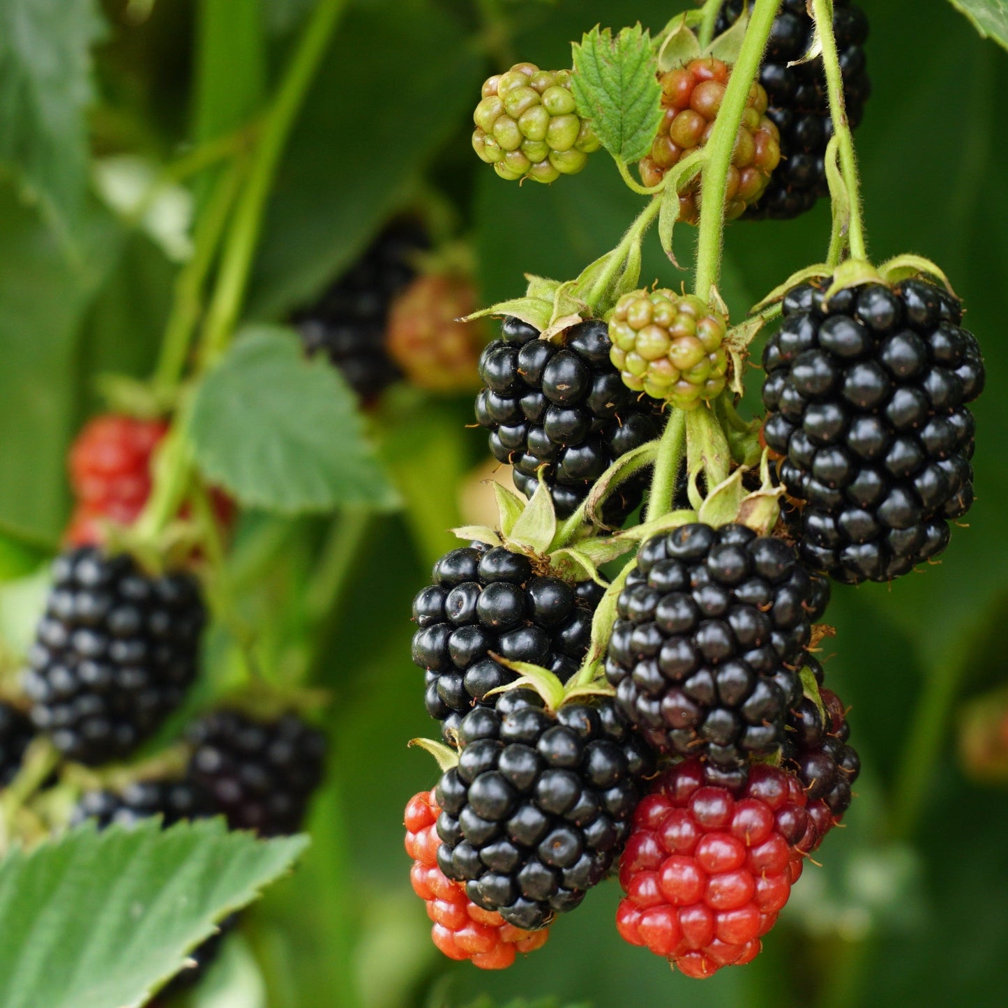  World's Finest Thornless Blackberry Bundle (6 Plants)