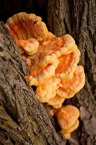 Chicken Of The Woods Mushroom Dowels (100)