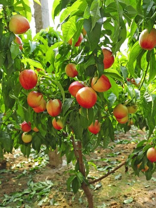  Nectar Babe Nectarine & Pix Zee Peach - Miniature