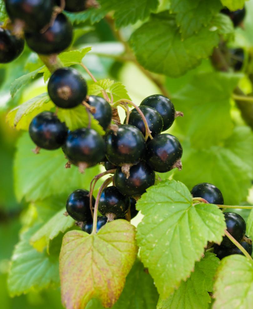  Otelo Black Currant