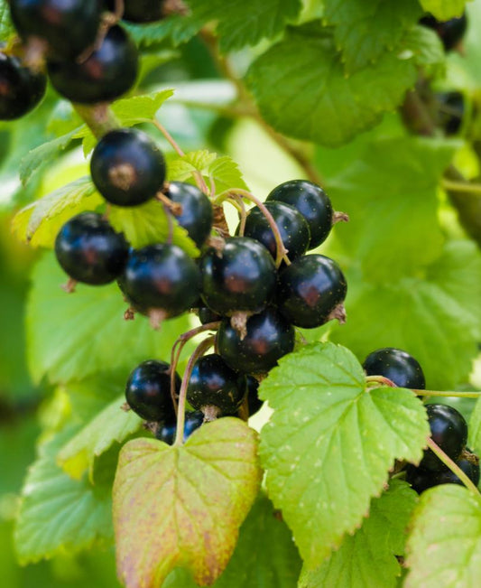  Otelo Black Currant