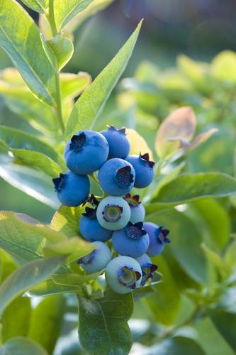  Blueray Blueberry