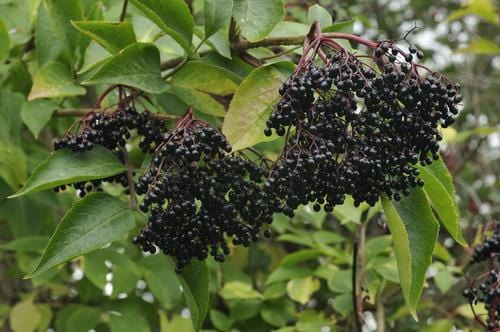 Nova Elderberry
